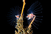 Oaten pipes hydroids with Ericthonius difformis coloines
