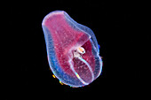 Amphipod inside a comb jelly