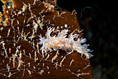 Dendronotus nudibranch on a kelp