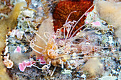 Polychaete marine worm