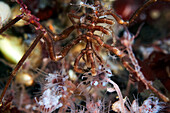 Sea spider feeding on ringed tubularia