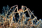 Sea spider