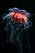 Lion's mane jellyfish