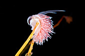 Nudibranch feeding on a hydroid
