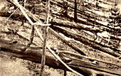 Tunguska event site