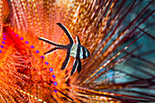 Banggai cardinalfish and long-spined sea urchin
