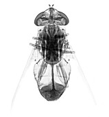 Horsefly, X-ray