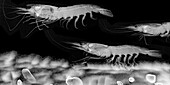Shrimps, X-ray