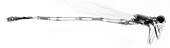 Damselfly, X-ray