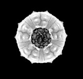 Sea urchin, X-ray