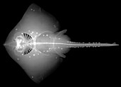 Thornback ray, X-ray