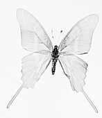 Butterfly, X-ray