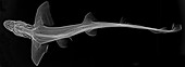 Dogfish, X-ray
