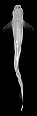 Dogfish, X-ray