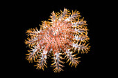 Crown-of-thorns starfish