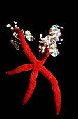 Harlequin shrimp feeding on starfish