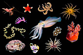 Various marine invertebrates, composite image