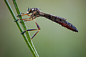 Striped slender robberfly