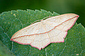 Blood-vein moth