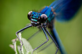 Banded demoiselle