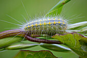 White plume moth