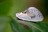 Chinese character moth