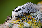 Leopard moth