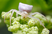 Crab spider