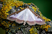Box-tree moth