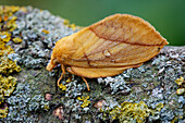Drinker moth