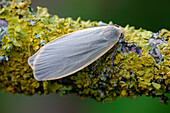 Dingy footman moth