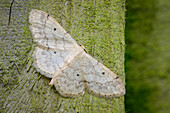 Small fan-footed wave moth