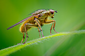Yellow dung fly