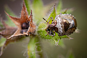 Woundwort shieldbug