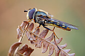 Hoverfly