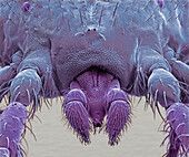 Predatory mite, SEM