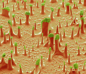 Stink bug egg detail, SEM