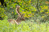 Fallow deer buck lying in long grass