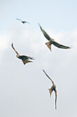 Red kites flying