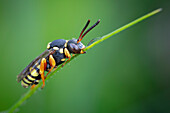 Nomad bee