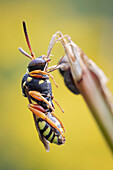 Nomad bee