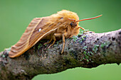 Oak eggar moth