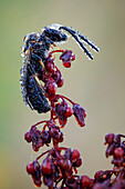 Sweat bees