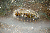 Common chiton