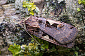 Setaceous Hebrew character moth