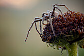 Nursery web spider