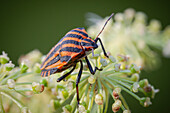 Shieldbug