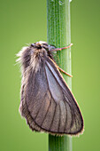 Tussock moth