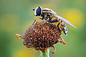 Hoverfly
