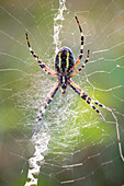 Wasp spider
